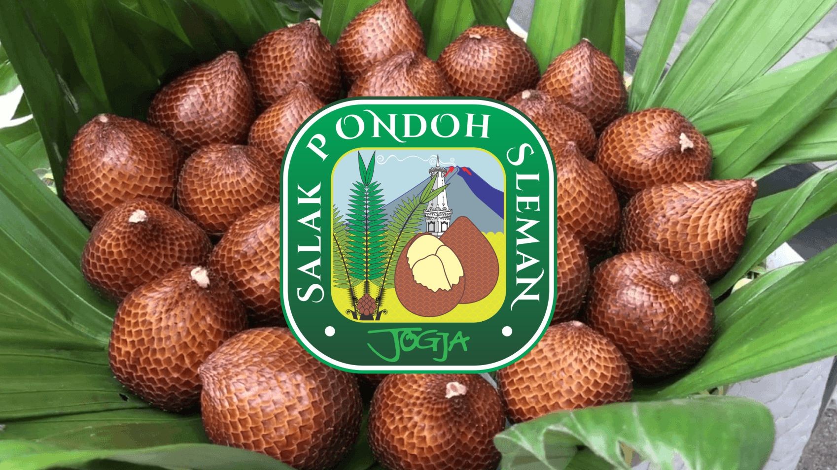 Pondoh Sleman Jogja Snake Fruit