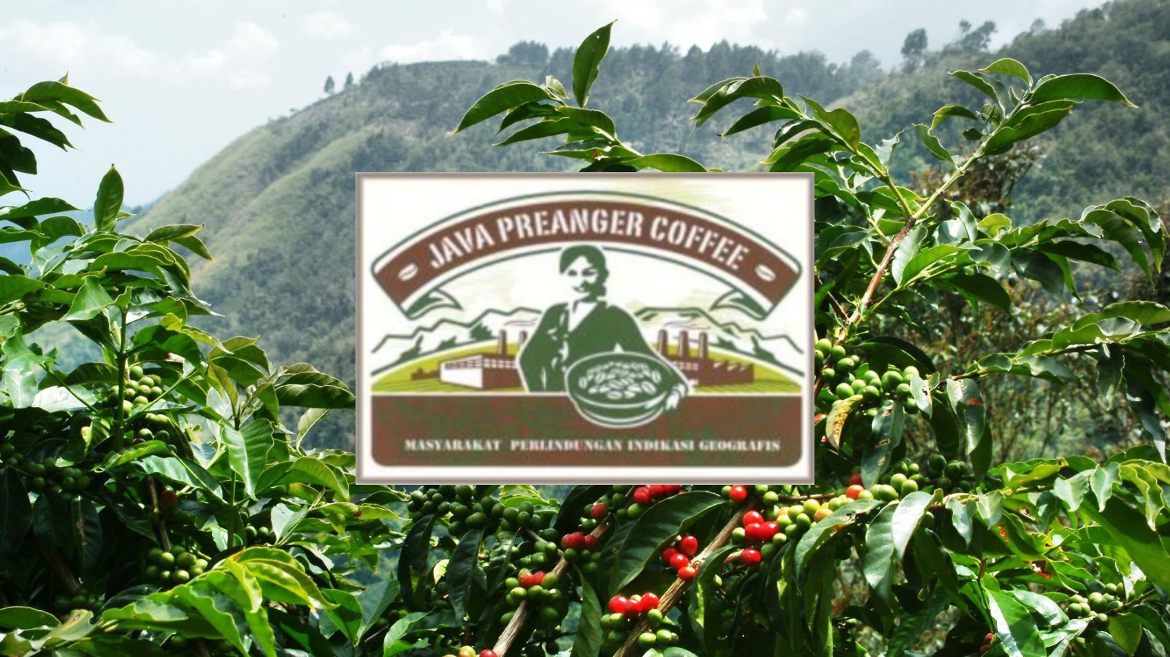 Java Preanger Arabica Coffee