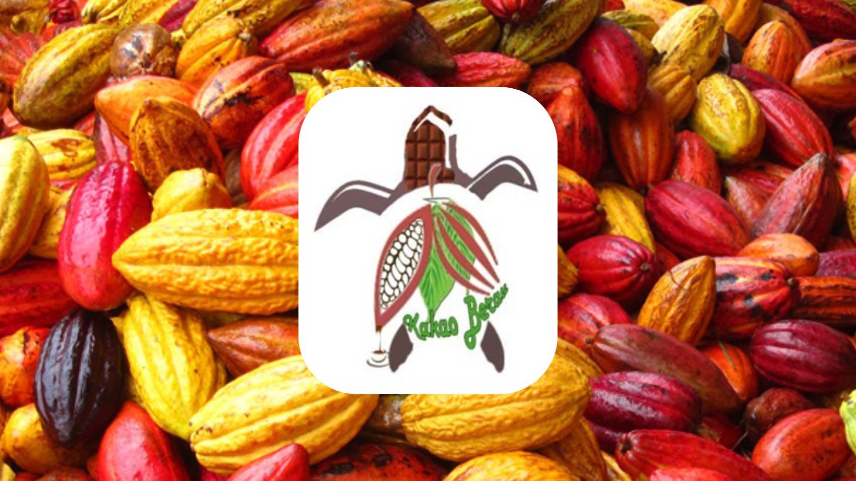 Berau Cacao